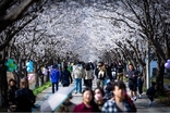 임진강을 따라 걷는 시간여행, 벚나무를 따라 걷는 봄꽃여행