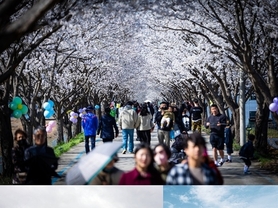 임진강을 따라 걷는 시간여행, 벚나무를 따라 걷는 봄꽃여행